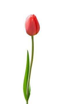 single red tulip meaning