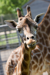 Naklejka premium Giraffe