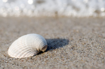 Muschel liegt am Strand