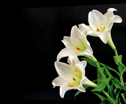 Fototapeta white lily flowers bouquet on black