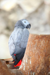 Portrait of an Congo African Grey Parrot