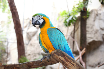 The potrait of Blue & Gold Macaw