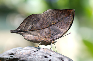 Naklejka premium Close-up on kalmia butterfly know as oak leaf