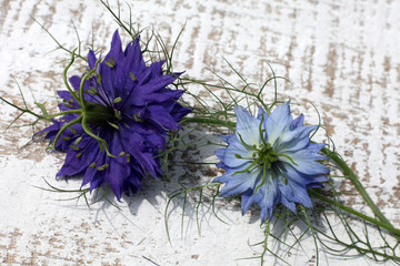 nigelle de damas