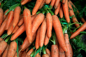 たくさんのニンジン