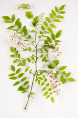 Robinia pseudacacia / Robinier faux acacia