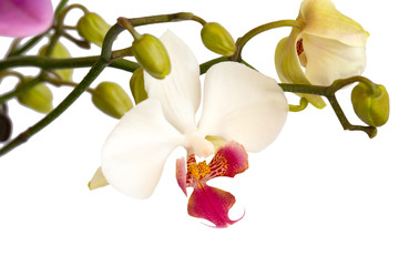 orchid flower