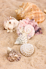 Seashells and starfish on sand