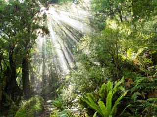 Panele Szklane Podświetlane  Promienie światła słonecznego padają przez gęstą tropikalną dżunglę