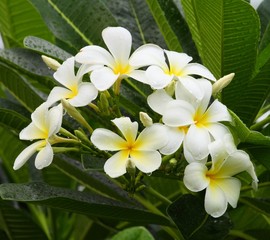 Obraz na płótnie Canvas White plumeria flowers