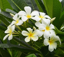Obraz premium White plumeria flowers