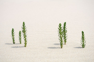 Close-up on small plants in sand desert