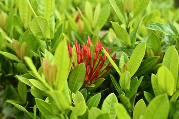 red Ixora flower