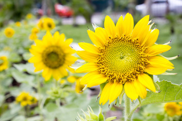 Naklejka premium portrait of a sunflower in the park