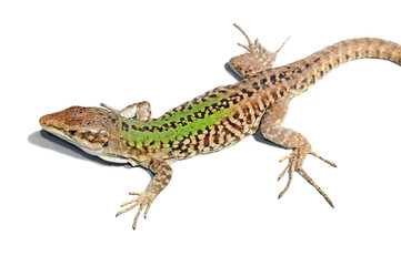 Naklejka premium close up of a lizard