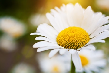 Obraz premium camomile flower