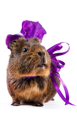 Guinea pig with a violet bow and a flower