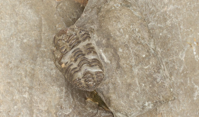 Naklejka premium Trilobite fossil