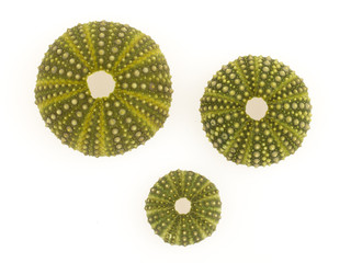 Isolated green sea urchins
