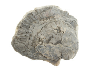 Large grey oystershell