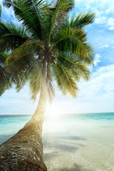Fototapeta na wymiar Palma kokosowa