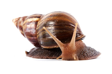 Akhatin's snail
