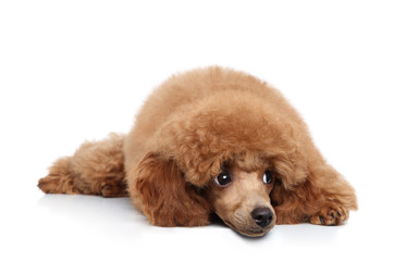 Poodle Puppy on banner