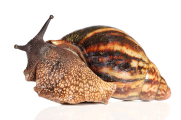 Giant African snail crawling © jagodka
