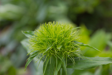 Василек декоративный