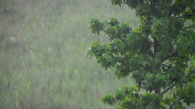 Wetter - 002 - Regen - Baum