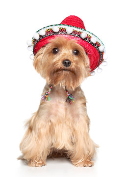 Yorkshire terrier in hat on a white background