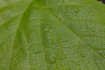 Листок винограда