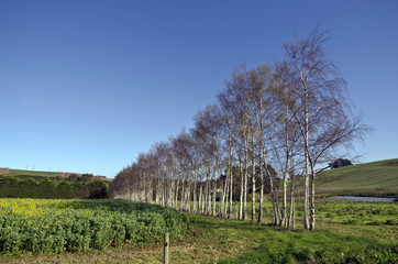 Obraz premium Line of birch trees near canola crop, Tasmania, Australia