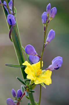 Hibbertia and Blue Love Creeper, Tasmania wildflowers
