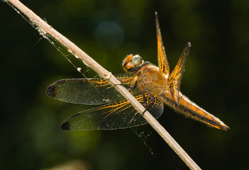 Libellula fulva