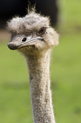 Scruffy ostrich head closeup.