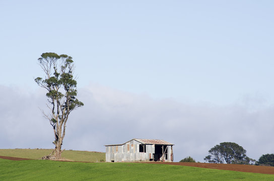 Farm Shed And Eucalyptus, Tasmania, Australia