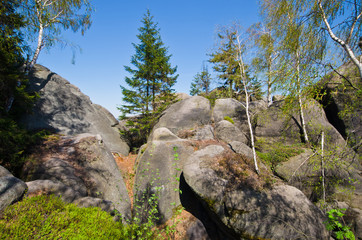 Rocks in the forest