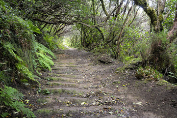 Forest road with fog. Anaga Rural Park