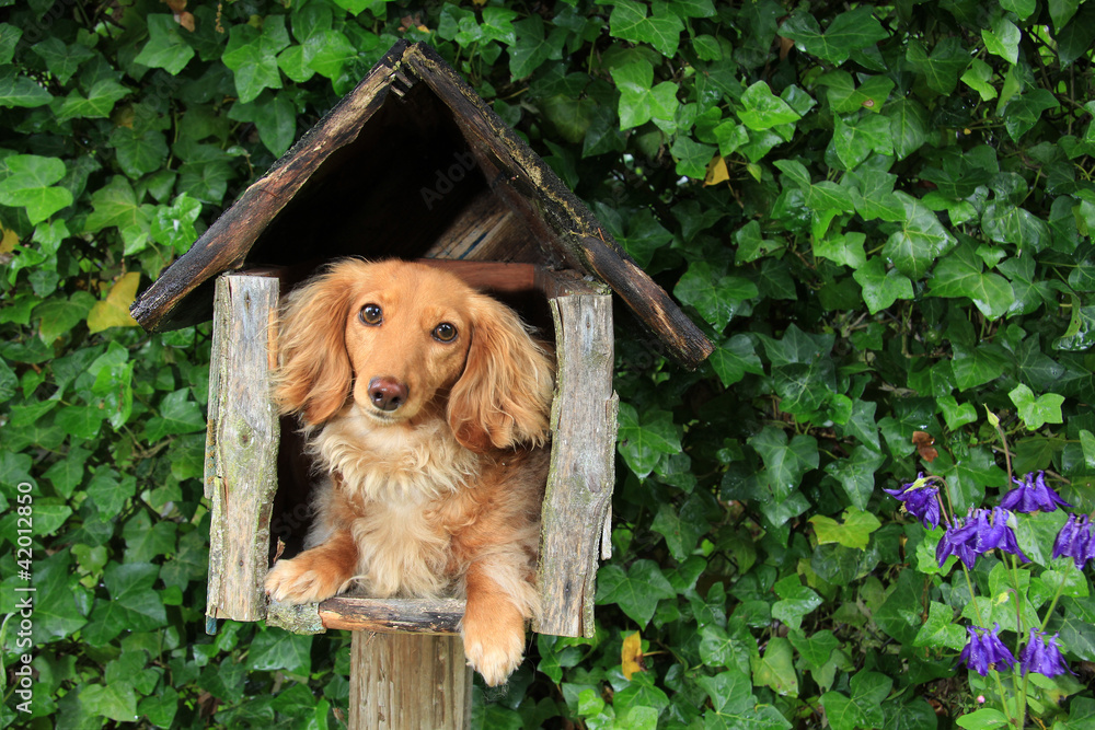 Wall mural mailbox puppy