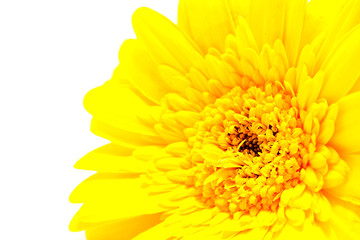 One yellow Gerber flower in closeup