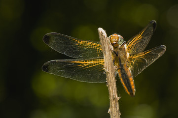 Libellula fulva
