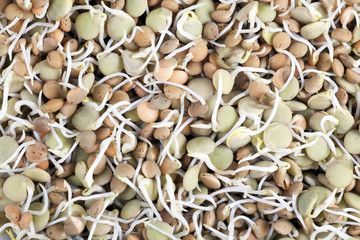 Lentil Sprouts