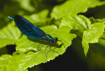 Calopteryx virgo