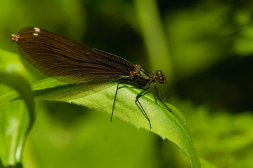 Calopteryx virgo