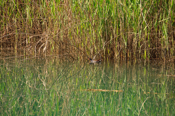 Duck in the river