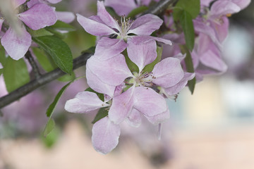 Blooming crab aple tree