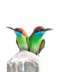 Obraz premium Bee eater bird (Blue throated Bee eater) isolated