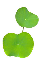 Lotus leaf