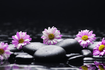 Fototapeta na wymiar Set of gerbera flower on zen pebbles